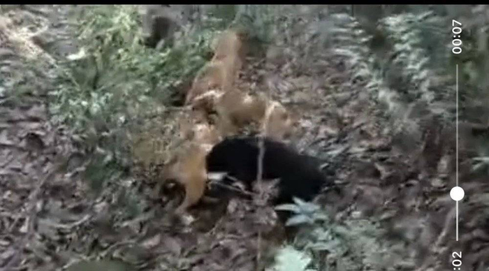 网传现场视频，是否为本次事件尚未确认