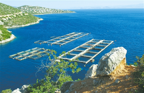  图为爱琴海的近海养殖业。（资料图片）