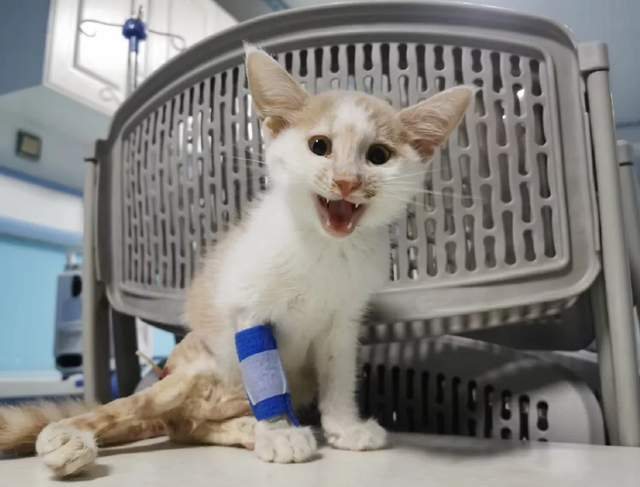 在我们医院输血的小猫