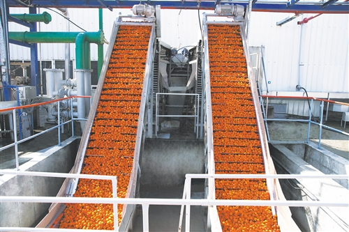  图为希腊最大的番茄加工企业Nomikos。（资料图片）