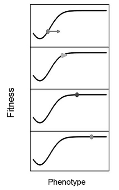 图2. 一种不受生物影响的静态地形图。在图示中，时间向下移动。