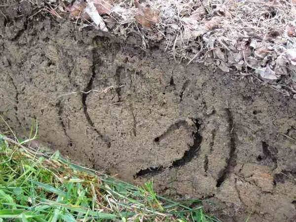 图4. 蚯蚓错综复杂的洞穴