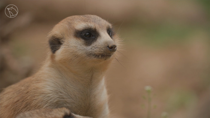 细尾獴“无名氏”
