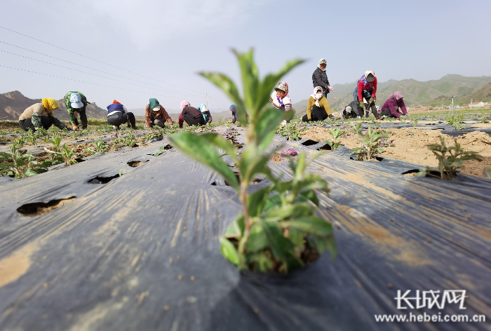 种植大户潘海霞流转耕地种植中药材，为周边村民解决了就业问题。长城网记者 王林红 摄