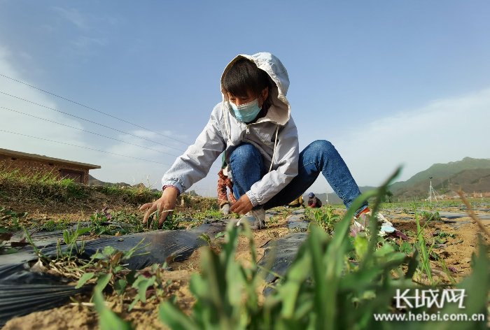 　孔丽丽在中药材地里拔草。长城网记者 郭庆敏 摄