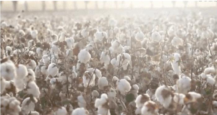 目前，新疆长绒棉在全世界棉花中仅占不到0.5%，相当的珍贵，被誉为“棉中黄金”。