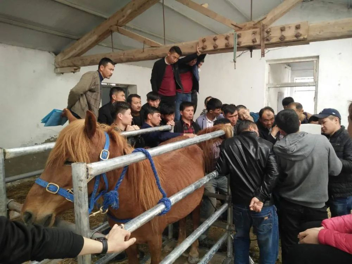 图为2021年4月15日，青岛德瑞骏发生物科技股份有限公司和伊犁德瑞骏发生物科技有限公司在新疆伊犁州特克斯县举办“马匹细管冻精繁育改良培训班”。伊犁州各县市学员参加了此次培训班。