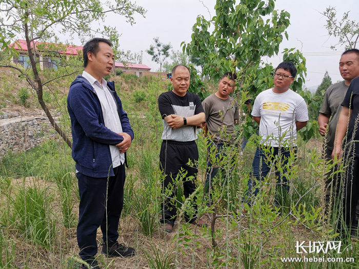 田伟在山上了解酸枣树生长情况。长城网记者 周亚彬 摄