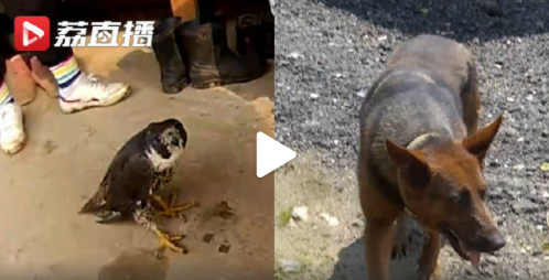 图片来源：江苏新闻视频截图