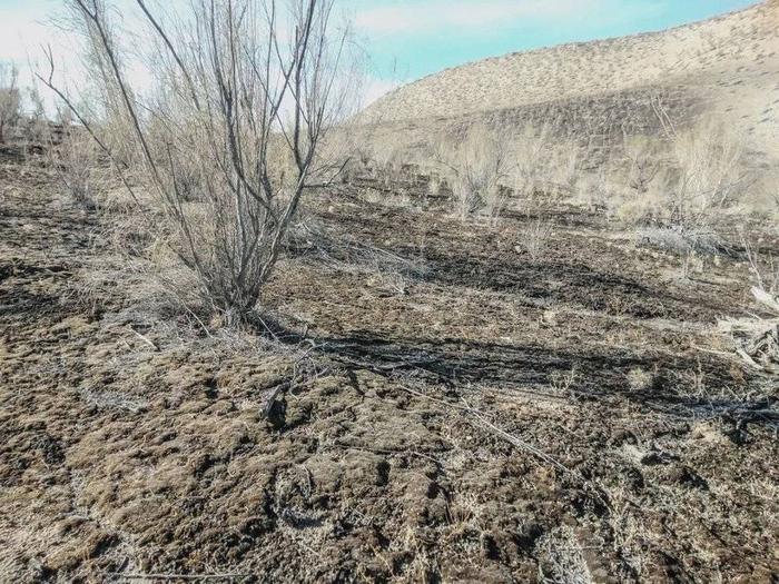 人工苔藓结皮修复效果 （张元明供图）