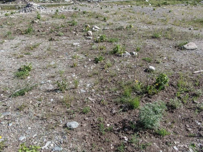 修复第二年后有大量草本植物