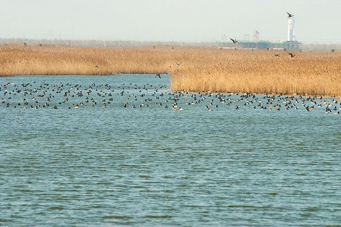 崇明东滩湿地资料图。图片来源：视觉中国