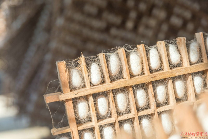 　　小满，初夏至，蚕结新茧满蚕笼，又到农民开始养蚕的好时令。图为蒙山县桑蚕标准化示范基地今年的第一批蚕茧结满蚕笼。（蒙山县纪委监委  林志清/摄）