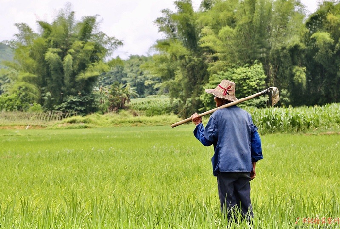 　　清风拂面，气温上升，雨水滋润万物。田野里的禾苗正茁壮成长，老农站立于一片绿海中，脸上露出憧憬着丰收的喜悦。（巴马县纪委监委　黄肖桦/摄）