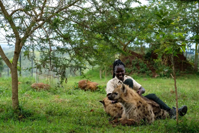 ▲霍莉·奥利维亚·阿凯洛在乌干达布坦巴拉区的CTC野生动物保护中心与鬣狗互动。新华社发（阿佳拉·纳瓦达 摄）