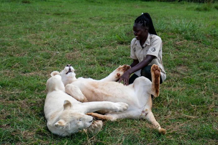 ▲霍莉·奥利维亚·阿凯洛在乌干达布坦巴拉区的CTC野生动物保护中心与狮子互动。新华社发（阿佳拉·纳瓦达 摄）