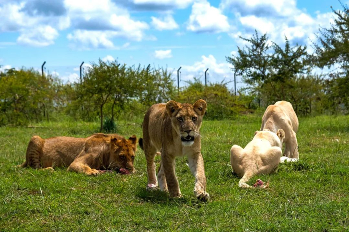 ▲这是在乌干达布坦巴拉区的CTC野生动物保护中心拍摄的狮子。新华社发（阿佳拉·纳瓦达 摄）