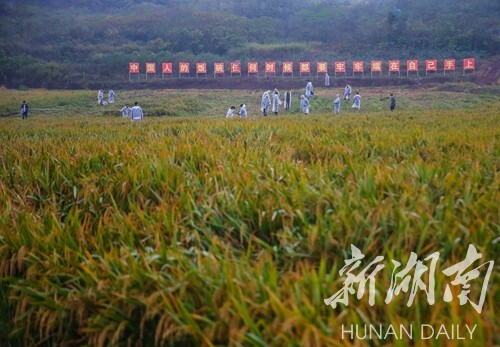 △2020年11月2日上午，第三代杂交水稻衡南示范区举行晚稻测产仪式
