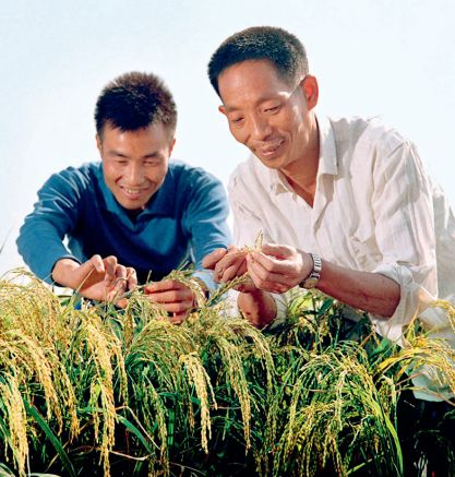 　　·1976年，袁隆平（右）和学生李必湖在观察杂交水稻生长情况。