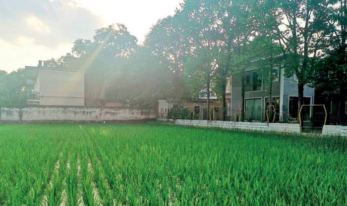 　·试验田跟袁隆平家之间只隔着一道栅栏。（摄影&nbsp;/王媛媛）