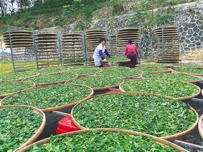 工人对茶青进行柔光萎凋。海南日报记者 陈耿 摄