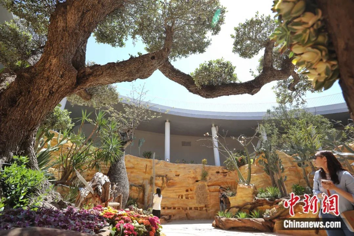 千年油橄榄树 中新社张亨伟 摄