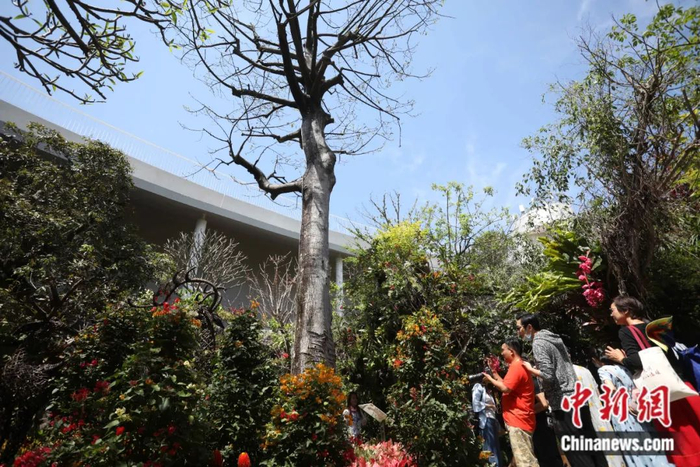见血封喉树 中新社张亨伟 摄