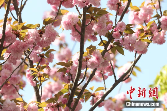 樱花 中新社张亨伟 摄