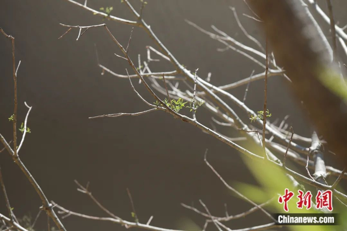 猴面包树 中新社张亨伟摄