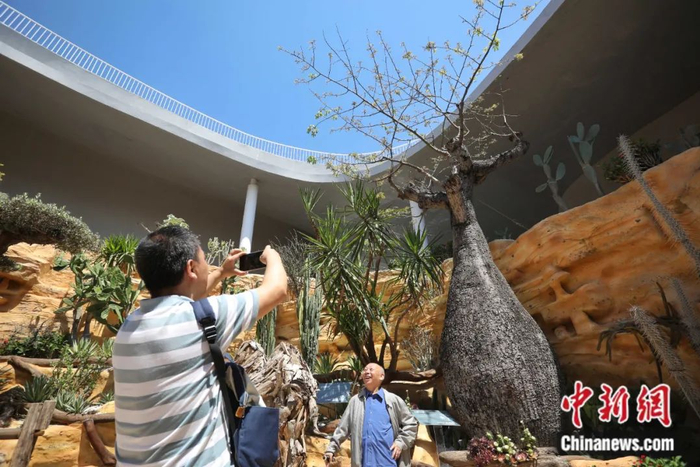 观众在大腹木棉前合影 中新社张亨伟 摄