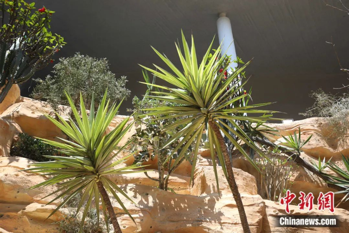 花博会内的“见血封喉”胸径60厘米，高度12米，国内罕见 中新社张亨伟 摄