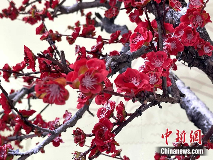 梅花 中新社张亨伟 摄