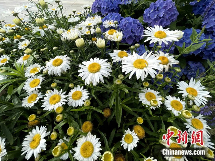 小雏菊 中新社张亨伟  摄