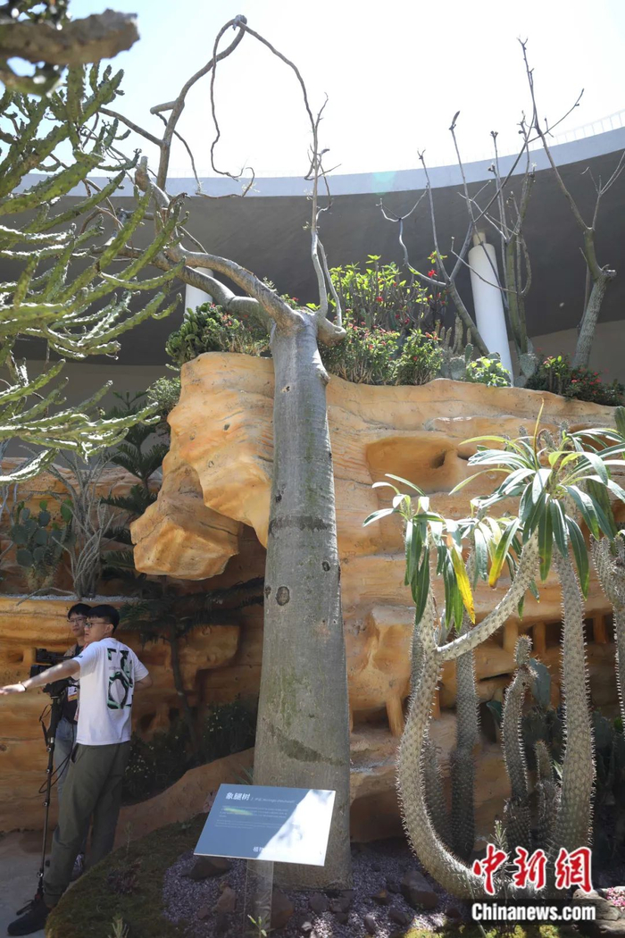 象腿树 中新社张亨伟 摄