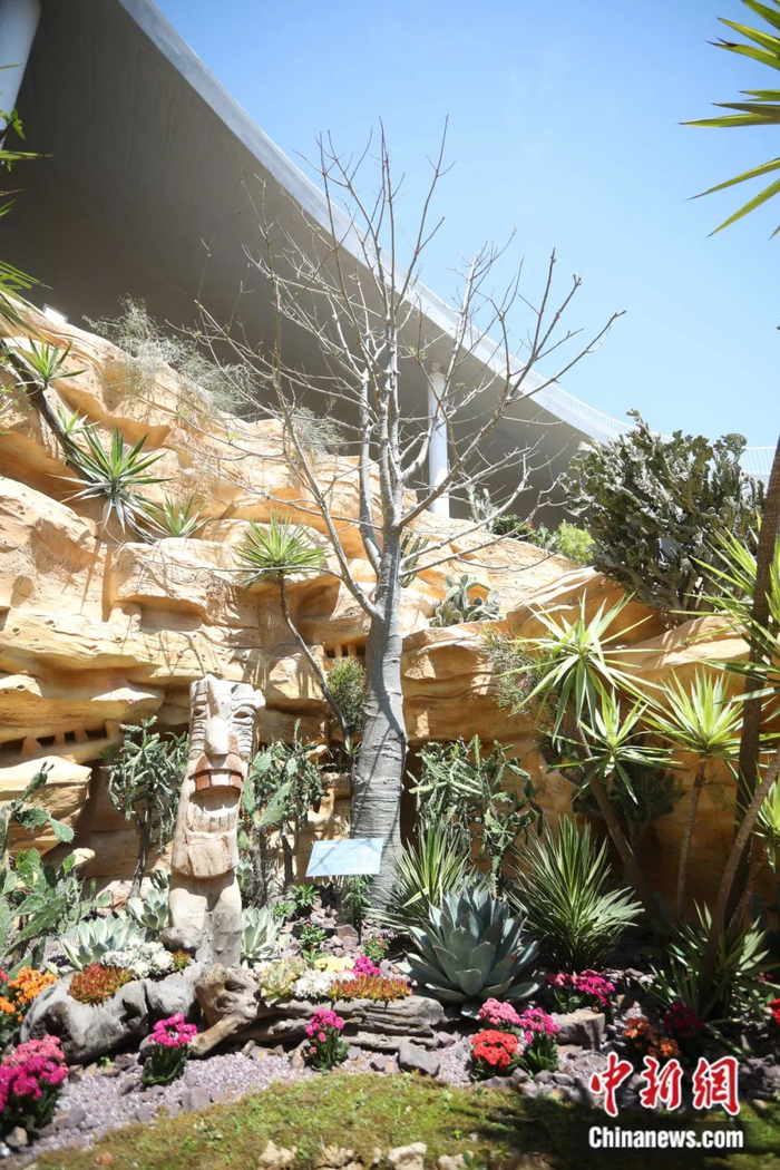 猴面包树 中新社张亨伟 摄