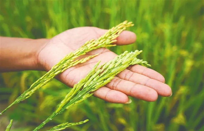 科研人员将大颗粒的水稻与常规的水稻放在手上对比。海南日报记者 武威 摄