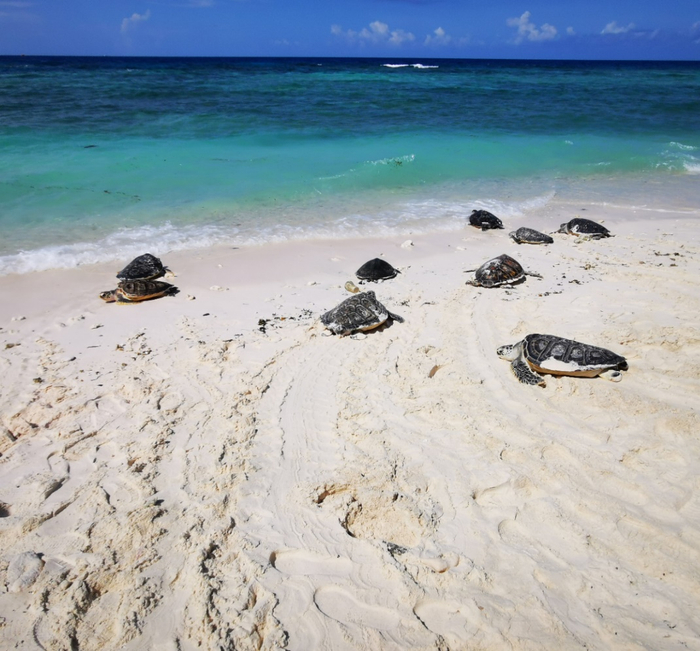 放归的海龟爬向大海