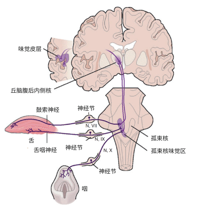味觉信号的传输路线 | 参考文献[6]，作者汉化