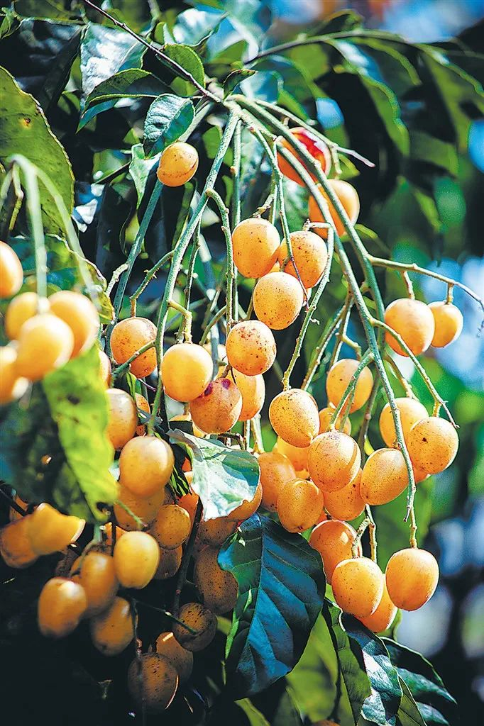 ▲黄皮。李幸璜 摄