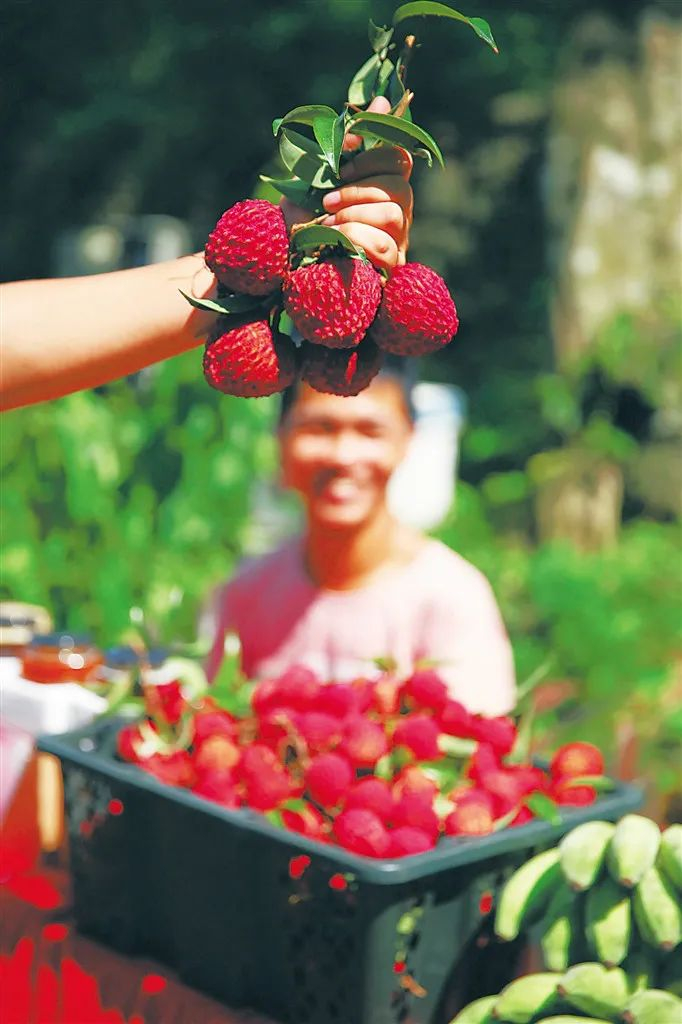 ▲海口火山“荔枝王”。海南日报记者 张茂 摄