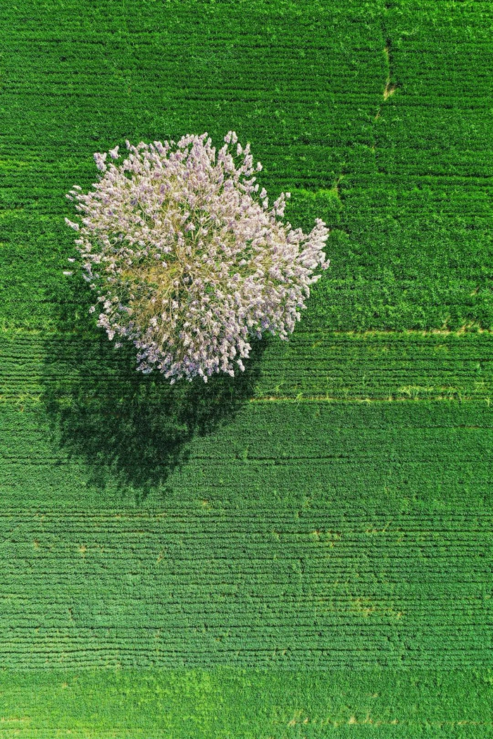 ▲ 平原上的泡桐树，曹县人以泡桐木为原料，几乎垄断了日本的棺材市场。摄影/李琼