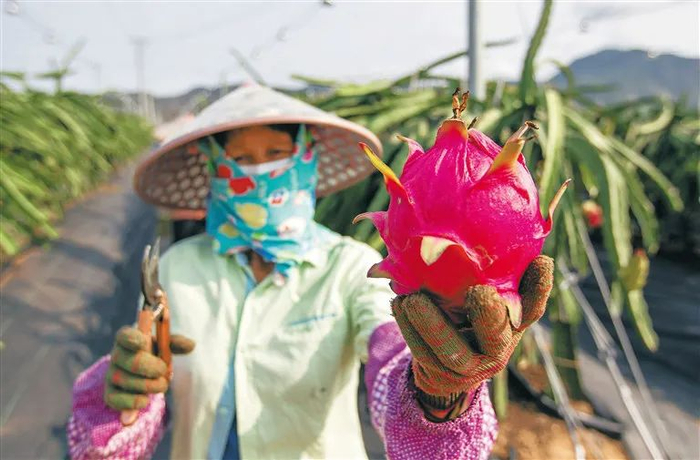 ▲乐东华翔火龙果基地，农户忙着采摘火龙果。海南日报记者 武威 摄