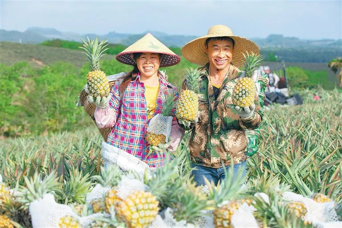 ▲龙滚菠萝丰收。杨师忠 摄