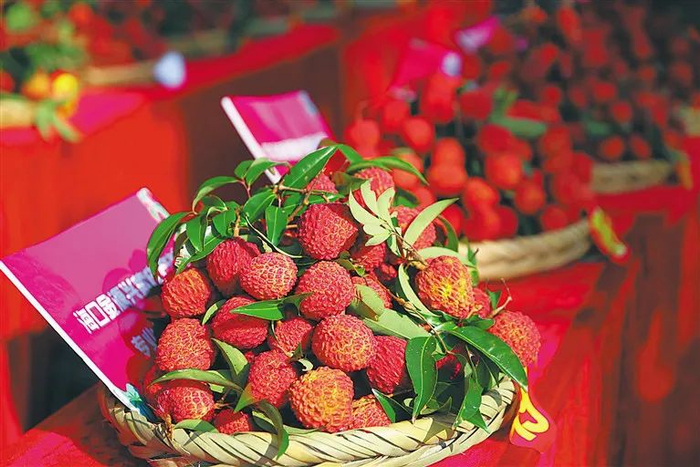 ▲海口火山“荔枝王”。海南日报记者 张茂 摄