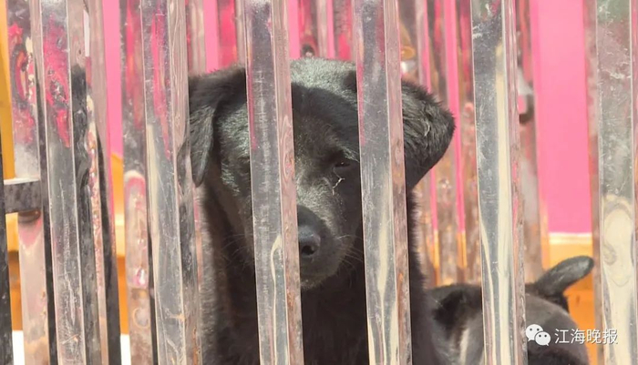 图为落网犬只。如皋警方供图