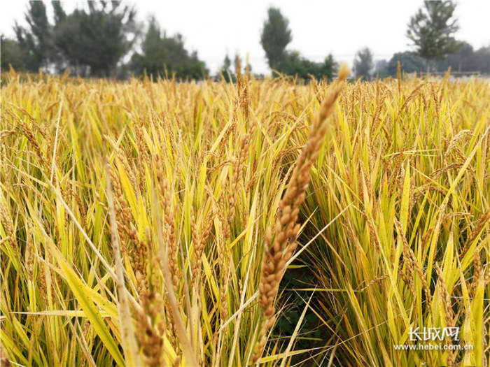 成熟后的旱稻。