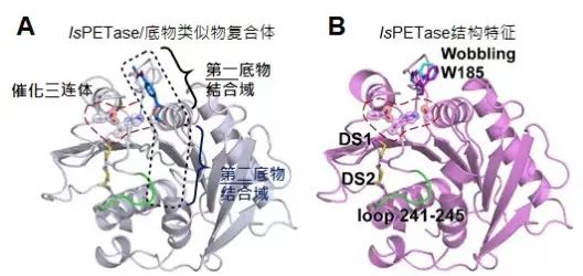 △PET降解酶结构特征