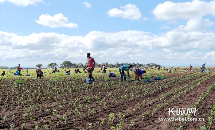 晨光生物在赞比亚的种植基地已经开始种植。晨光生物供图
