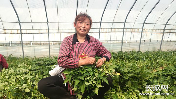 正在“红薯小镇”务工的郝九平。长城网记者 吴苗苗 摄