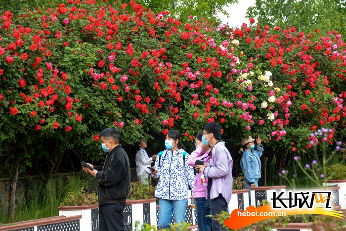 大红色的月季吸引不少游客拍照留念